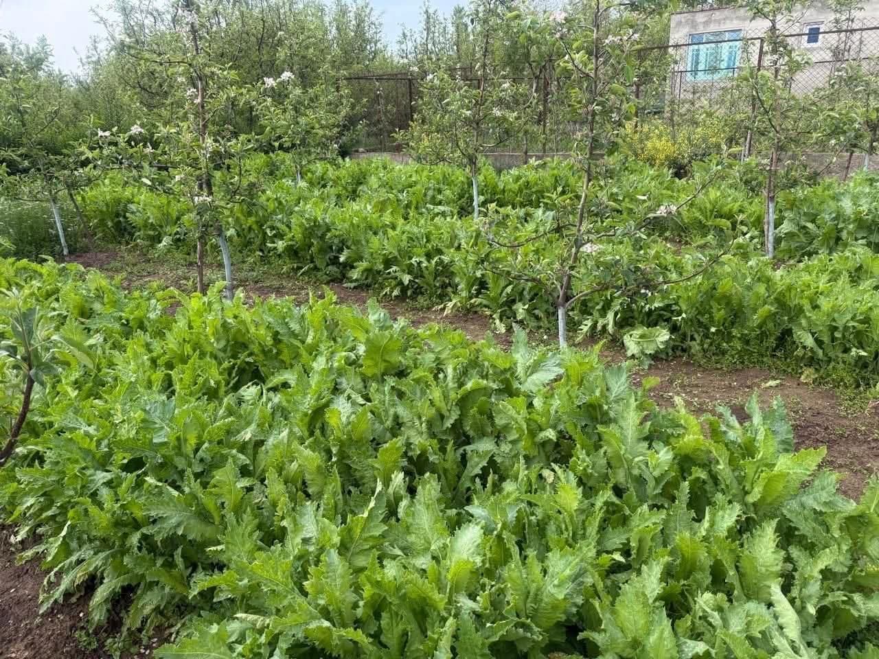 Anantnag Police Registers Case Under NDPS Act for Illegal Cultivation of Opium Poppy