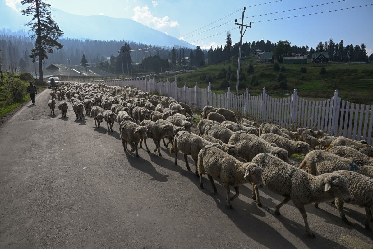 1.53 Lakh Sheep Transported To Kashmir In 30 Days