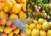 Best Varieties Of Mango