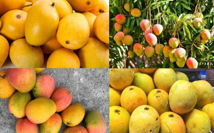 Best Varieties Of Mango