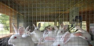 Rabbit Farming Business Plan